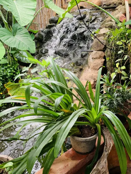 A small, man-made waterfall cascades over rocks into a pond, surrounded by greenery. The gentle sound of water adds to the tranquil ambiance of our resort.