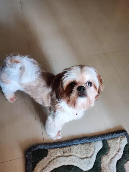 Another angle of the handsome Teddy, who is now happily adopted.