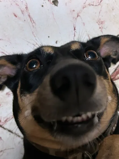 That cheeky grin is what it's all about. I love capturing the fun and silly moments to send to you, so you never miss out on your dog's adorable antics.