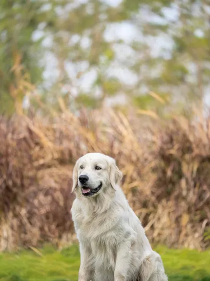 A regal portrait of a Golden Retriever against a backdrop of tall grass. The soft, natural light of an outdoor setting is perfect for creating these serene images.