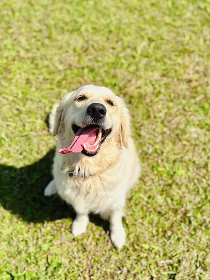 The quintessential happy dog smile from this beautiful cream-colored retriever.