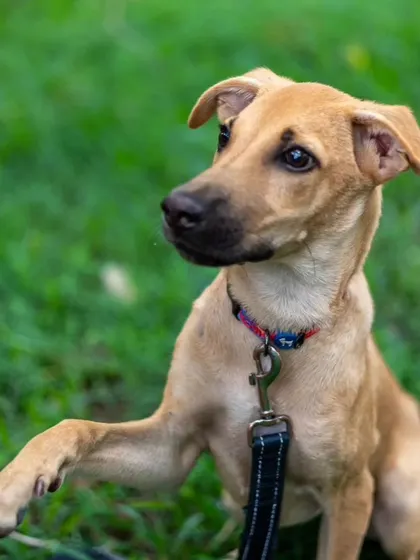 Kadhali, a sweet foster pup, offering her paw. This simple gesture, captured in a relaxed outdoor setting, is a sign of trust and connection that we built over our month together.