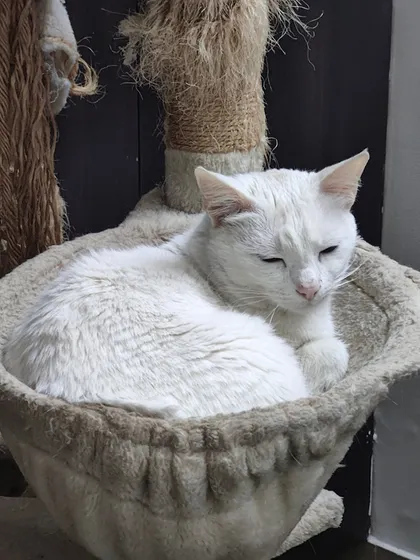 Zoe has found the perfect spot for a catnap. This cozy basket on the cat tree is a favorite for many of our guests.
