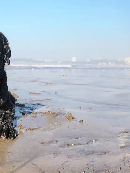 A similar shot of the black Labrador on the beach, this time with the distant city skyline visible. It beautifully contrasts the natural beach setting with urban life.