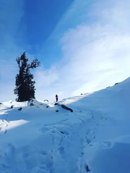 A lone tree stands sentinel on a snowy path during the Laka Glacier trek. The stark beauty of winter in the Himalayas is a sight to behold, offering a unique and serene trekking experience.