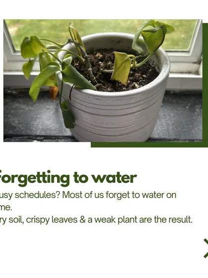 We know life gets busy and it's easy to forget to water your plants. The result is often dry soil and crispy, weak leaves. Our planters act as a safety net, keeping your plants hydrated even when you forget.