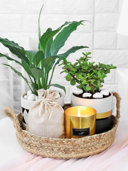 A green and serene take on festive gifting, this jute tray holds two beautiful indoor plants and a golden scented candle, perfect for bringing peace and light into a home.