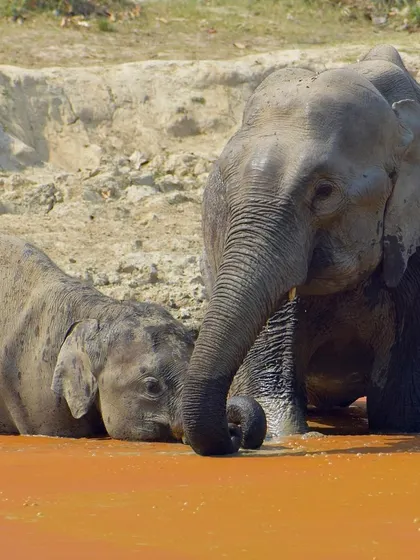 A playful moment where the calf is almost fully submerged. These candid shots capture the joyful side of wildlife.