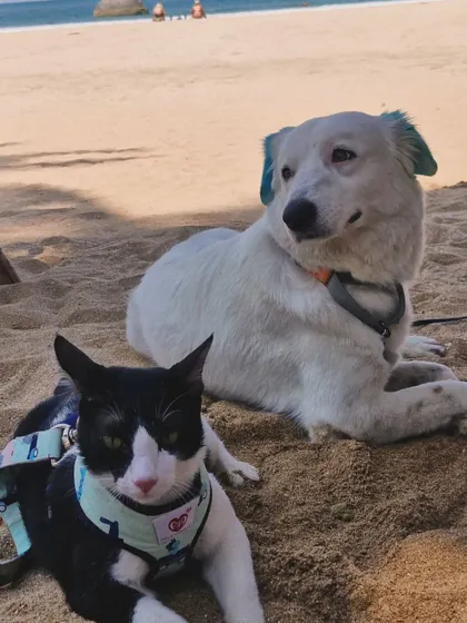 Even a subtle touch of color can make a statement. My dog Aby is enjoying a day at the beach with his friend Polo, showing off his cool blue ears and tail tip. This is a great way to try creative grooming without committing to a full-body design.