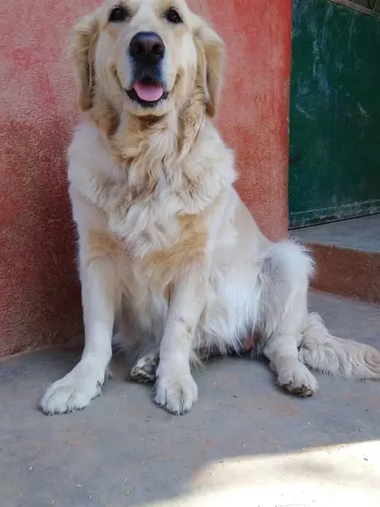 A portrait of Bolt, a long-term guest who became part of our family, sitting patiently by the door.