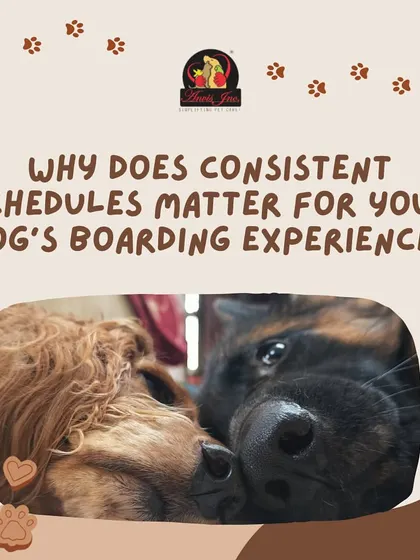 Consistency is crucial for a positive boarding experience. A predictable schedule for meals, walks, and playtime helps reduce stress and allows your dog to settle in comfortably.