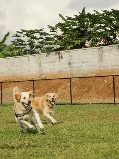 Two happy retrievers enjoying a game of lure chasing in our secure, fenced-in park.