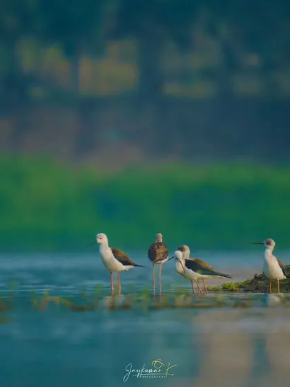 A group of Black-winged Stilts wading together in the shallow water during the golden hour.