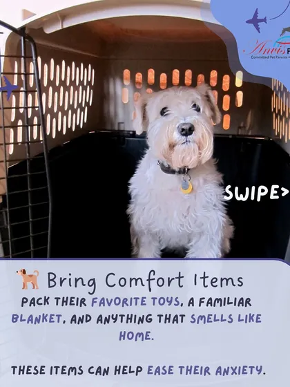 Pack their favorite toys, a familiar blanket, and anything that smells like home. These comfort items can help ease their anxiety and make the new environment of the crate feel less intimidating.