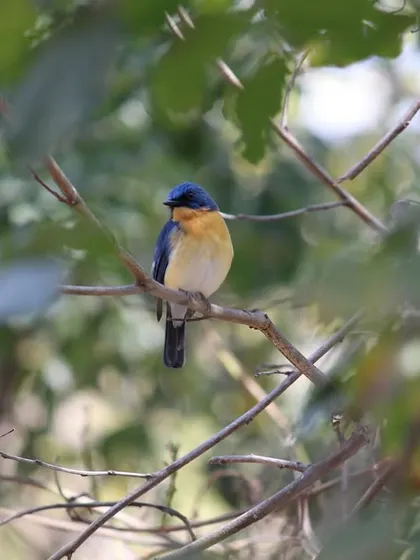 The Tickell's Blue Flycatcher, a small but vibrant bird, is another treasure for our birdwatching guests to find.