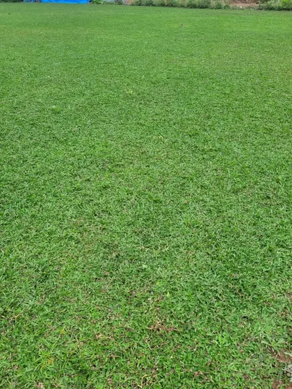 A fully grown shade grass lawn, showing its ability to create a lush green carpet even in less sunny spots.