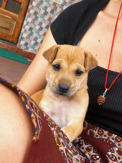 This is BoPeep, a little indie puppy I helped, shortly after she was rescued. She had no idea she was about to embark on an adventure to a new life in Belgium.
