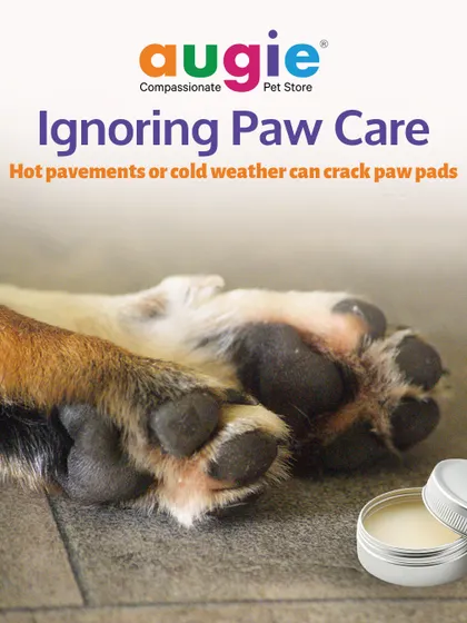 Ignoring paw care can lead to painful cracked pads, especially on hot pavement or in cold weather. We always check and care for paws as part of our complete grooming service.