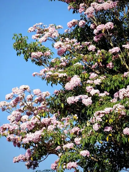 Captions for these will follow the same descriptive and serene tone, focusing on the specific flower, tree, or natural scene depicted and its connection to the ashram experience (e.g., "The Pink Trumpet tree in full bloom, a sign of spring at the ashram," "A lotus flower opens in the morning, just in time for meditation," "The sun's light filtering through the leaves, a reminder of the light within.").