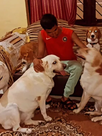 The Beagle on the sofa is the supervisor of all petting sessions.