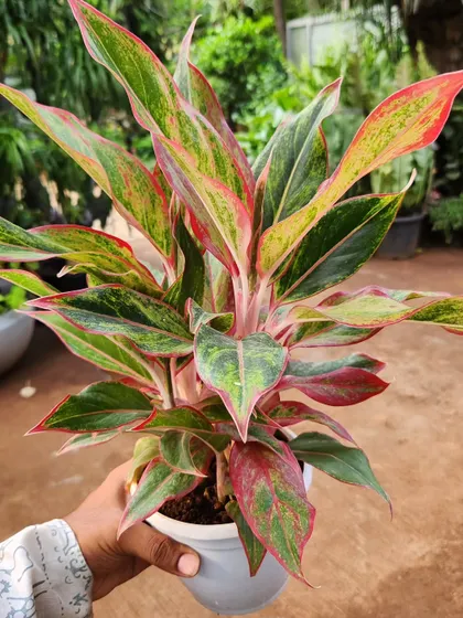 The Aglaonema Pinklipstick is named for the beautiful red and pink tones that trace the edges of its leaves. It's a colorful and hardy indoor plant.