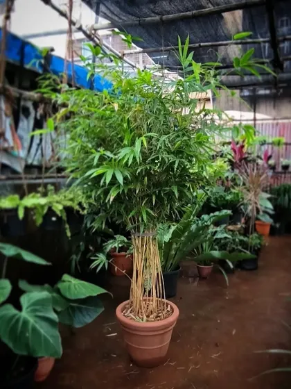 A lovely, dense bamboo plant in a terracotta pot. Bamboo is great for creating a natural screen or adding a touch of zen to your space.