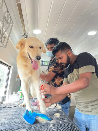 Our experienced groomers, Justin and Surya, work together to give this happy dog a neat paw trim. Regular nail and paw trims are essential for your dog's posture and comfort.