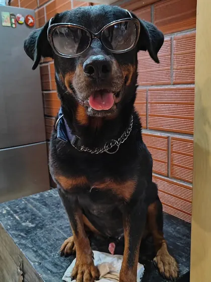 Welcome to my home, where the head of security is a "Swaggweiler." This is Simba, showing off his cool personality. A little humor goes a long way in my house full of dogs.