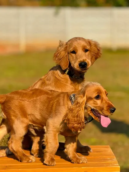 These two adorable puppies are the best of friends, enjoying their day at our doggy daycare.