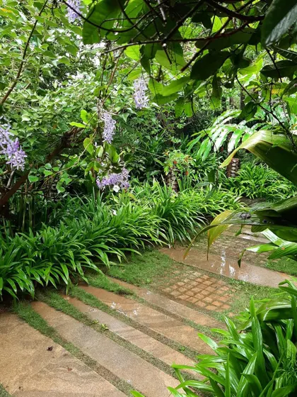 A tranquil pathway in a tropical garden, where stone steps are interspersed with grass. The overhanging purple Petrea vine adds a touch of color and softness to the lush green surroundings.