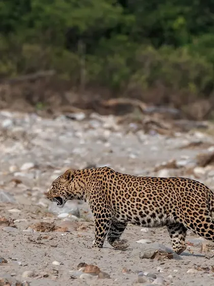 A male leopard patrols his territory along a dry riverbed in Rajaji National Park. This photograph showcases the raw power and stealth of one of India's most elusive and adaptable big cats.