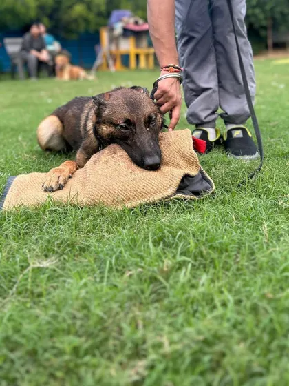 Training starts from day one. This Belgian Malinois puppy is already learning proper bite technique on a development sleeve, building a solid foundation for future protection work. Good genetics combined with early, correct training creates a superior working dog.