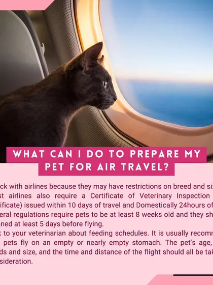 How do you prepare a pet for air travel? This guide covers key steps like checking airline rules, getting a veterinary health certificate, and managing feeding schedules before a flight.
