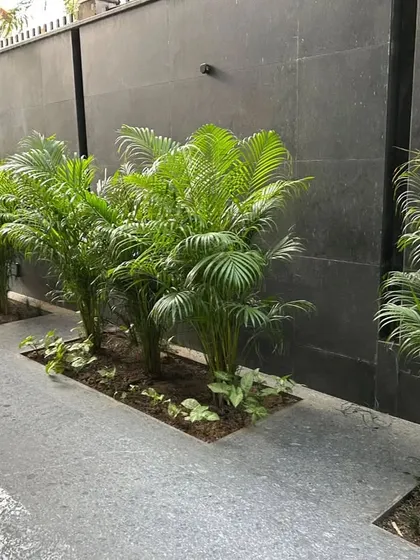 Areca palms planted in a row along a sleek, modern building facade, creating a natural green screen.