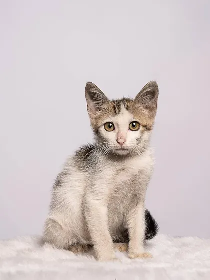 A simple, elegant portrait of a small rescue kitten. Sometimes, the most powerful photos are the most straightforward.