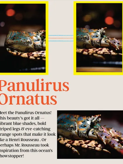 A closer look at the vibrant blue shades and orange spots of the Ornate Rock Lobster. Its beauty is matched only by its sweet, tender meat.