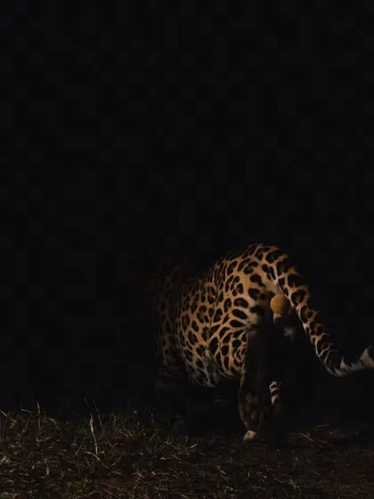 A leopard disappears into the darkness, a fleeting glimpse that is typical of our encounters with these incredibly shy big cats.