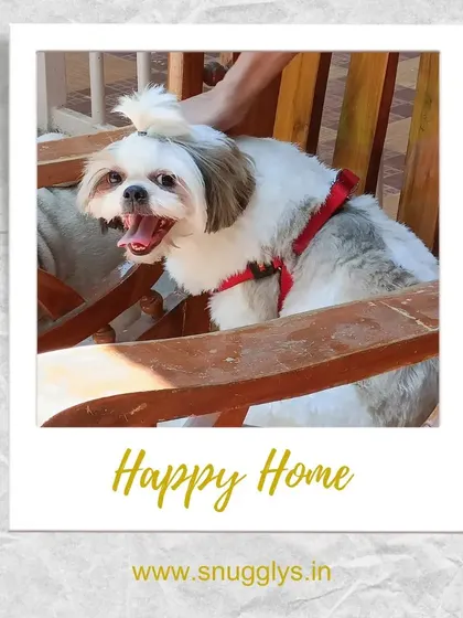 A happy Shih Tzu enjoying the view from a wooden chair. Pets are welcome to make themselves at home on the furniture.