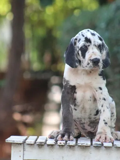 A beautiful shot of our Harlequin Great Dane puppy, showcasing its unique coat pattern.