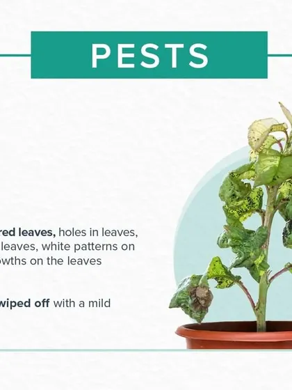Pests can quickly damage a plant. This guide shows you how to identify common signs of bug infestations, such as holes in leaves or abnormal growths, and offers simple, effective solutions like using a mild soap solution.