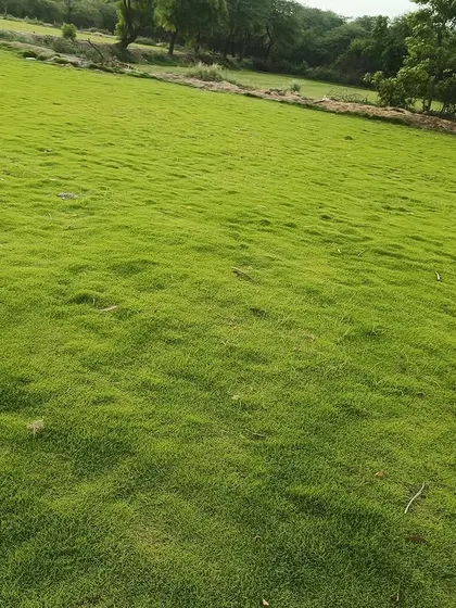 A close-up of the texture and color of my lawn grass. It's a vibrant green and has a natural, slightly uneven look that is beautiful.