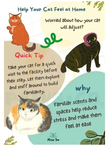 To help a cat feel at home, I recommend a quick visit before their stay. Familiar scents and spaces help reduce stress and make them feel at ease.