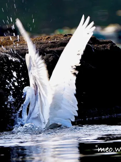 An Egret makes a splash as it hunts in the water. This action shot captures the energy and motion of the hunt, with water droplets frozen in mid-air.