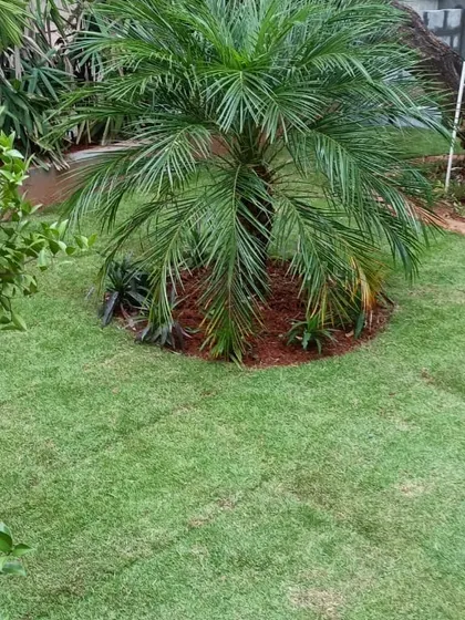 A close-up of a Phoenix palm planted in a newly turfed garden. Integrating specimen plants like this is part of my comprehensive landscaping service, adding a tropical feel to the yard.