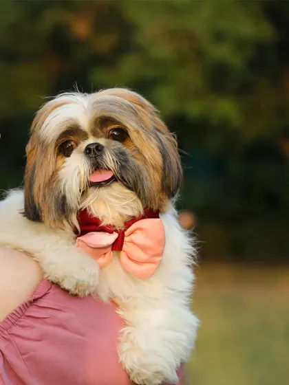 A sweet portrait of Oreo the Shih Tzu, looking dapper with his bow tie, held lovingly on his owner's shoulder.