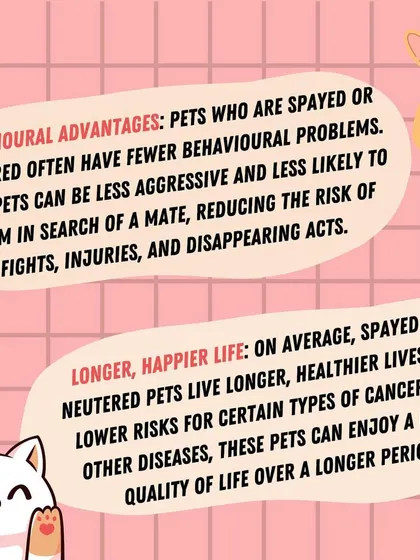 Beyond health, spaying and neutering can lead to behavioral improvements. Neutered pets are often less aggressive and less likely to roam, leading to a longer, happier life with you.