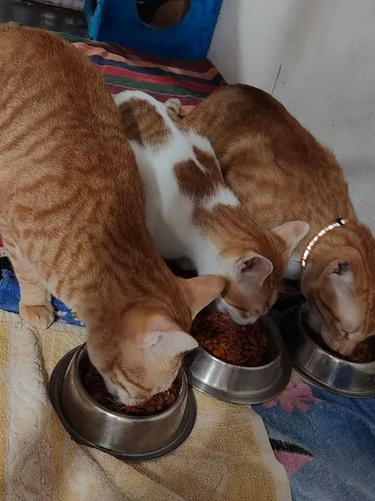 My boys enjoying their dinner together. It is a peaceful scene with four cats eating from their own bowls.