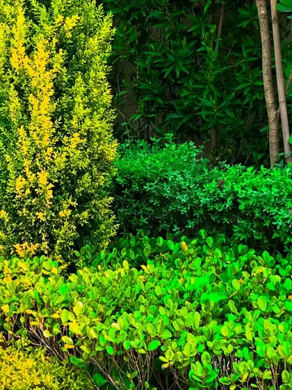 A detailed view of the lush, multi-layered hedge, showing the different types of shrubs used to create a dense and visually interesting green border.
