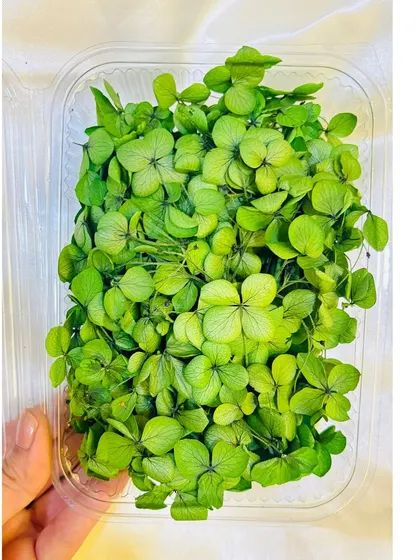 This box of light green dried hydrangea flowers adds a fresh, natural element to any resin project. They are carefully preserved to ensure the highest quality for your art.