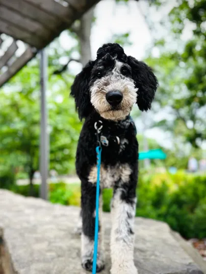 Petey, aka Mr. Mohawk, just finished our 10-Day Training program. We helped his parents work through his stubbornness and establish a solid foundation of commands.